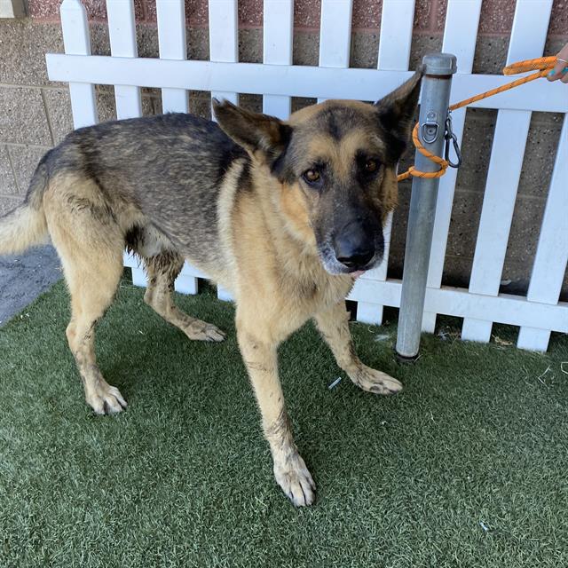 Marcus Washington, a German Shepherd, available for adoption
