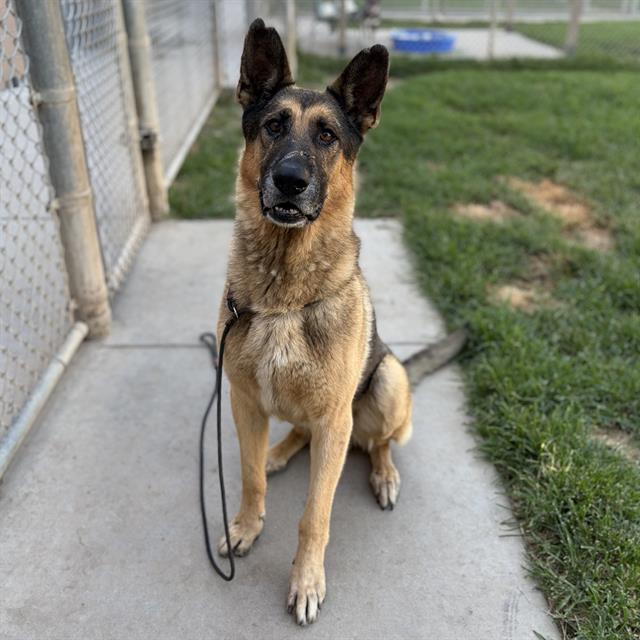 Adoptable pet photo