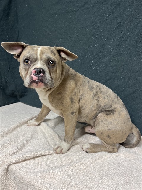 Paw Paw, a Pit Bull Terrier, available for adoption