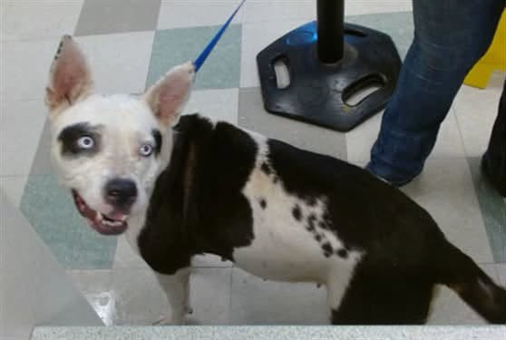 Adoptable pet photo