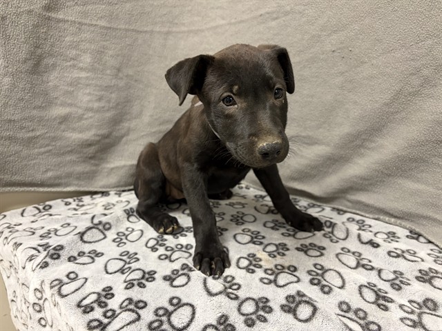 Adoptable pet photo