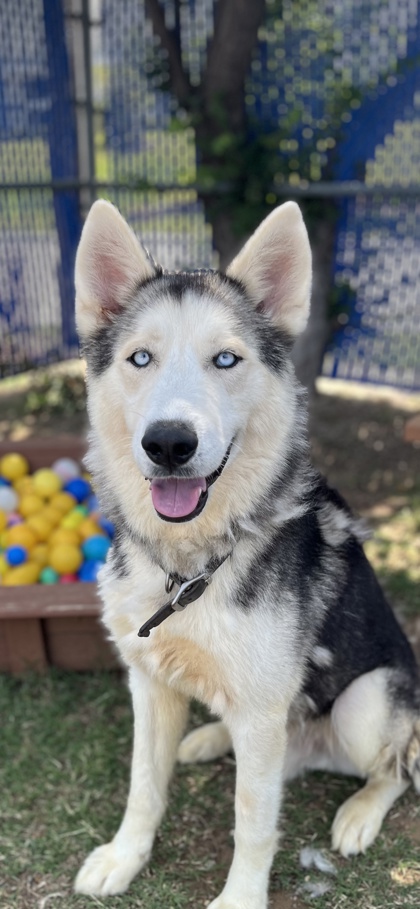 Adoptable pet photo