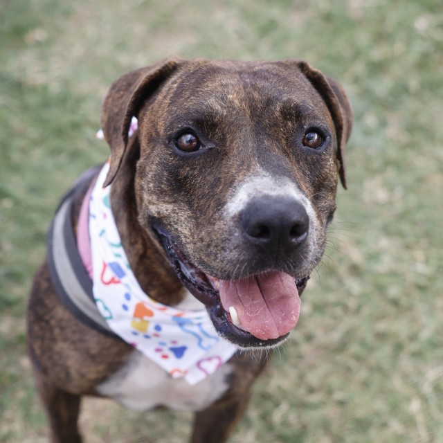 Adoptable pet photo