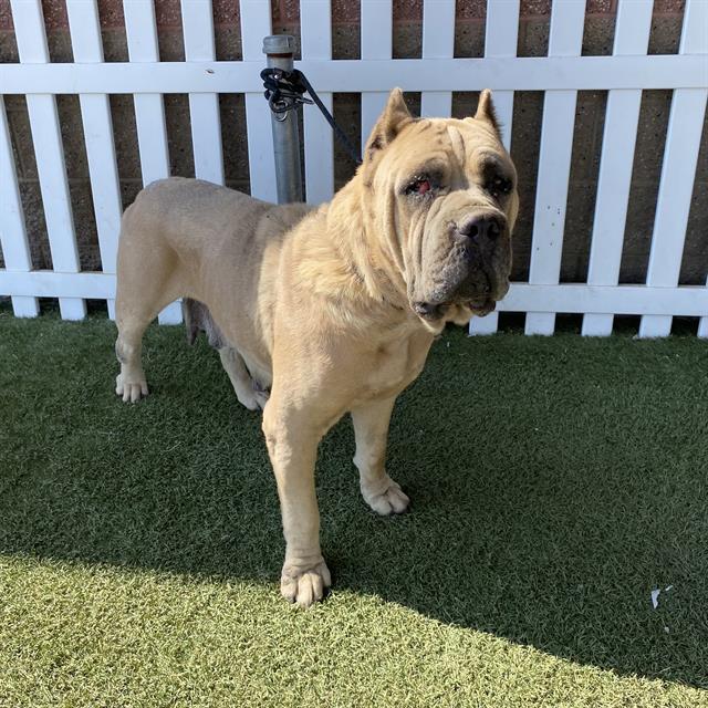 Adoptable pet photo