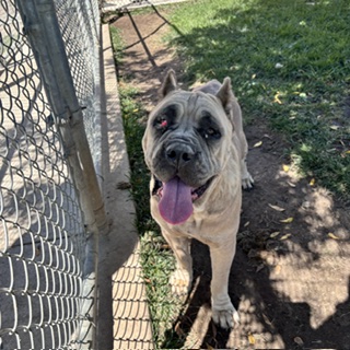 Cane Corso Mastiff available for adoption