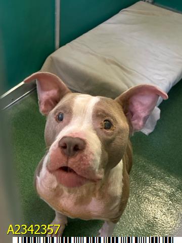 Adoptable pet photo