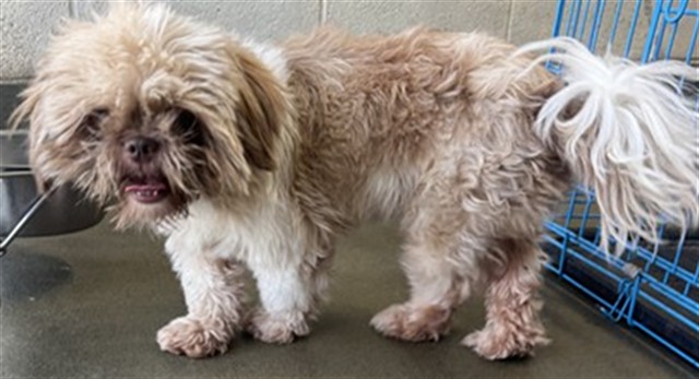 Adoptable pet photo