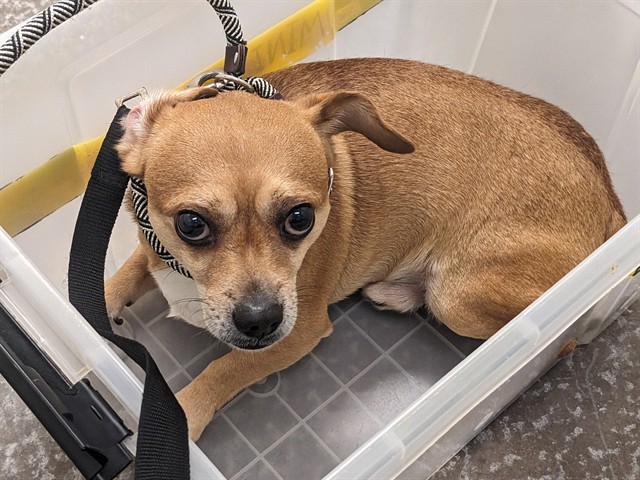 Adoptable pet photo
