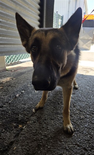 German Shepherd available for adoption