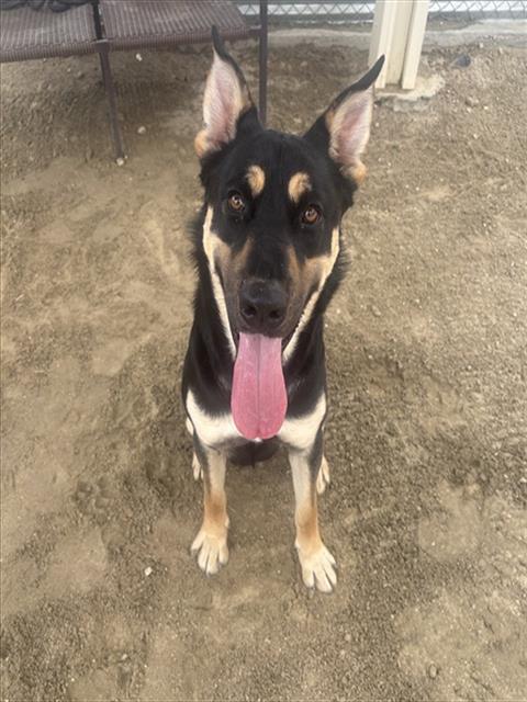 Link, a Husky (mix breed), available for adoption