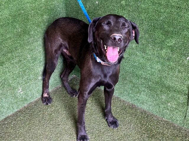 Turo, a Labrador Retriever, available for adoption