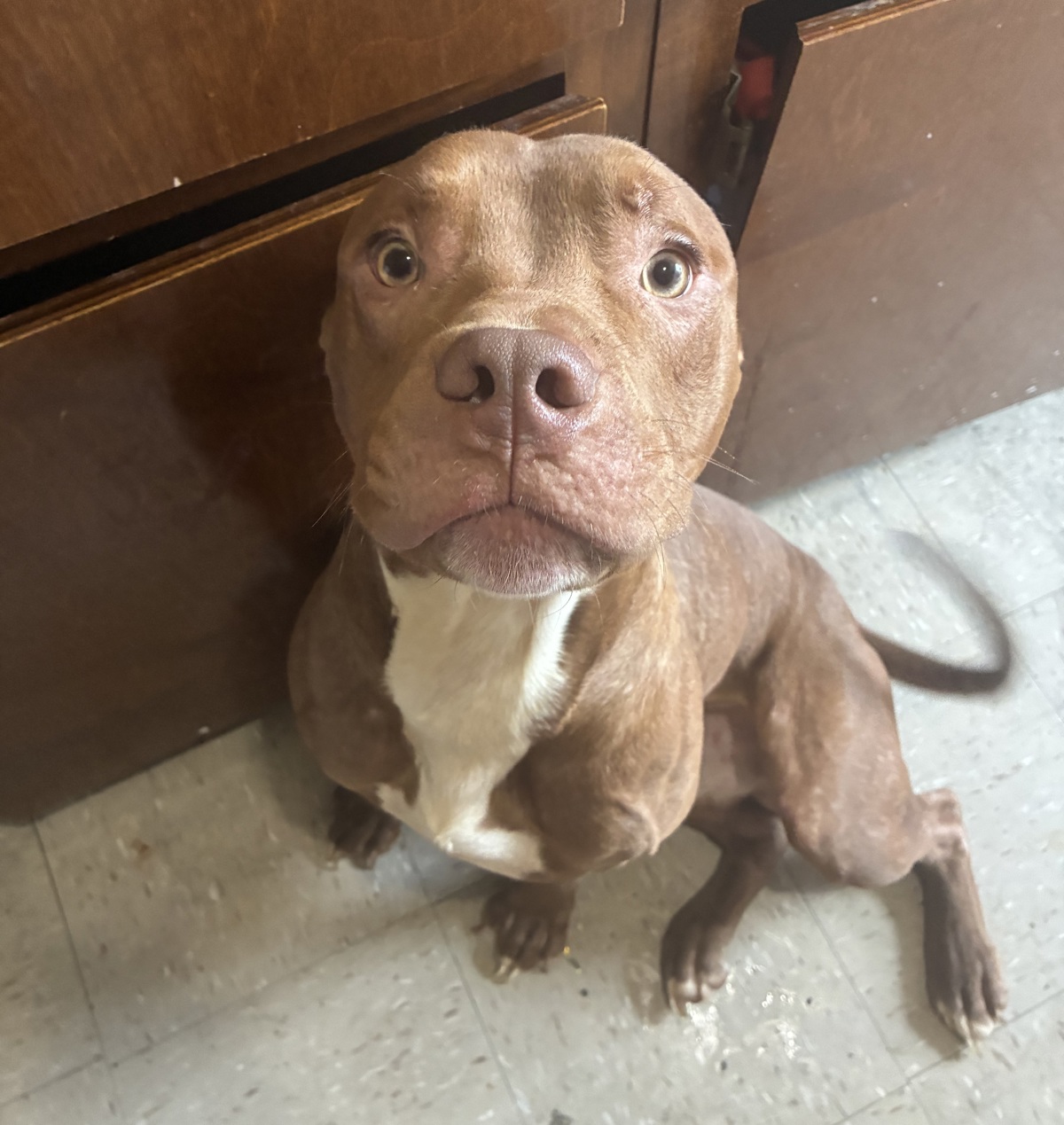 Other Photos of thie Dog