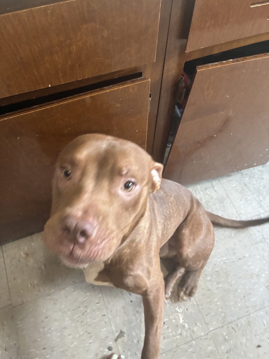 Other Photos of thie Dog