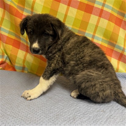 Jo-Jo, a German Shepherd, available for adoption