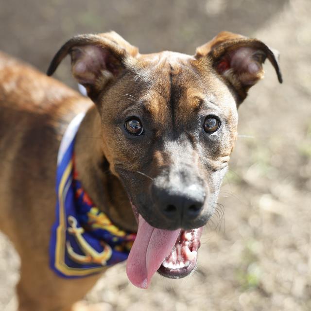 Bexar, a American Staffordshire Terrier (mix breed), available for adoption