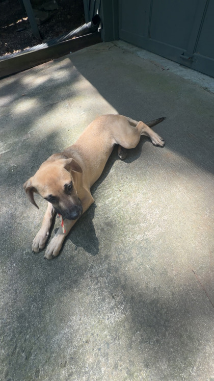 Wanda, a Terrier (mix breed), available for adoption