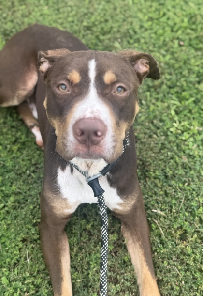 Wheely Whopper, a Labrador Retriever (mix breed), available for adoption