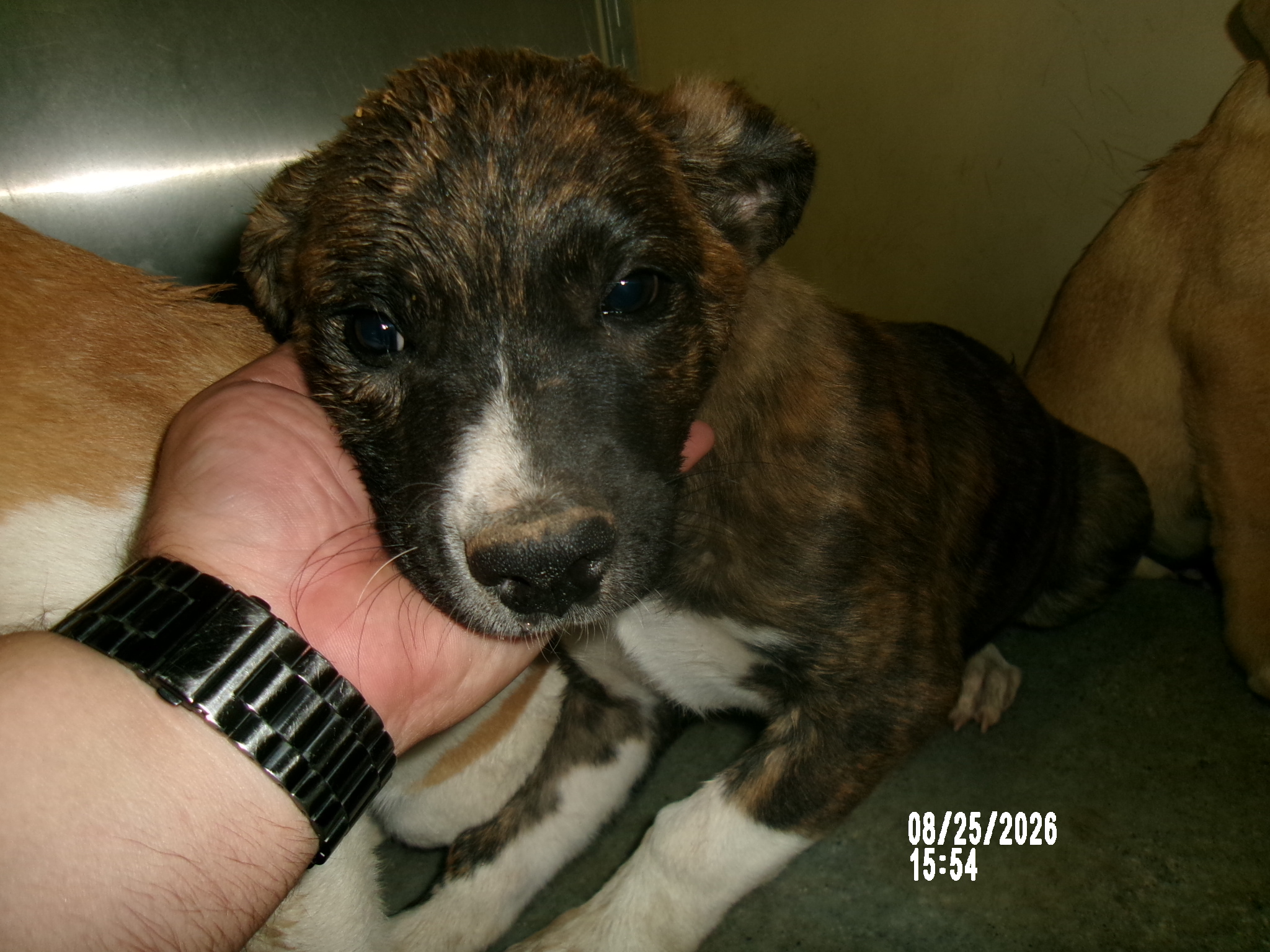 May, a Dutch Shepherd (mix breed), available for adoption