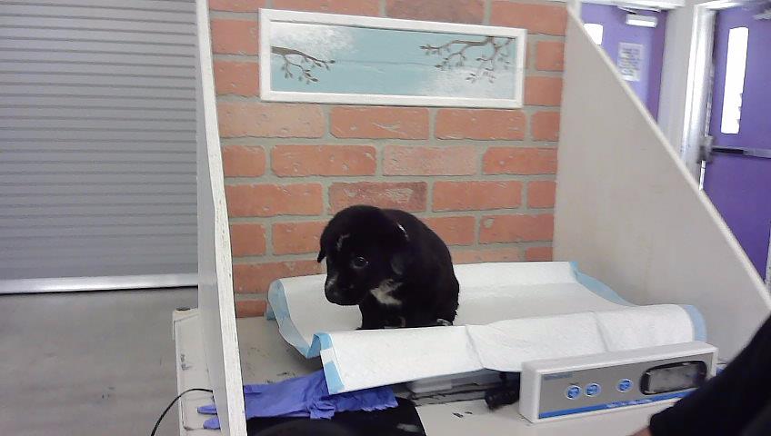 Other Photos of thie Dog