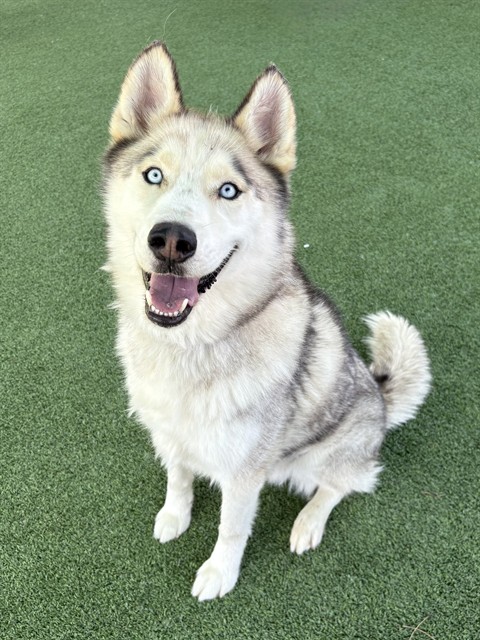 Apollo, a Husky, available for adoption