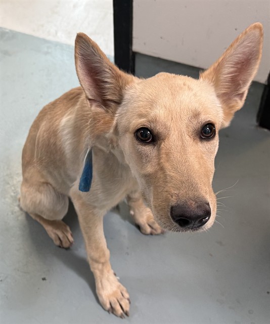 Banana, a German Shepherd, available for adoption