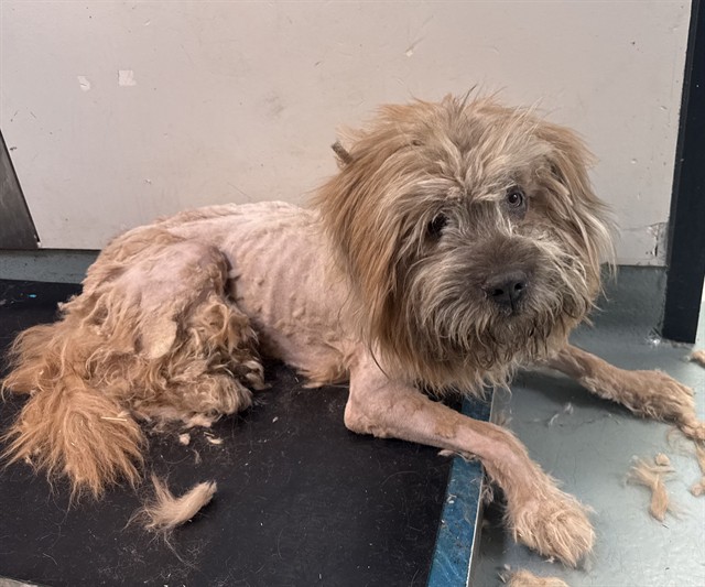 Leon, a Wheaten Terrier, available for adoption