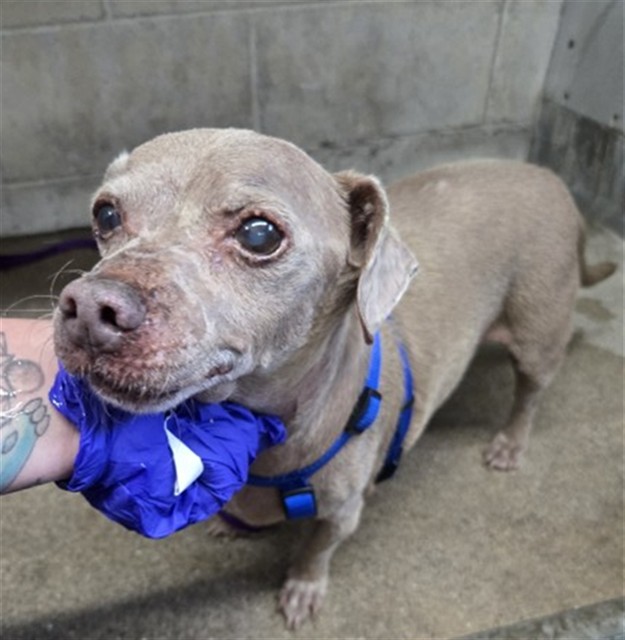 Phoenix, a Chihuahua (mix breed), available for adoption