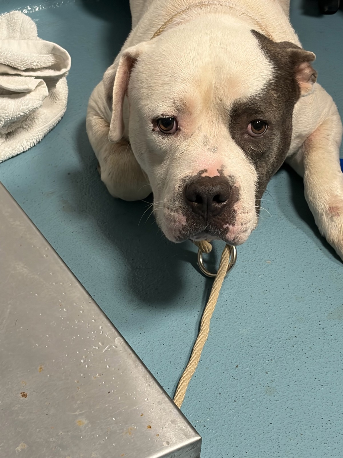 Ford Explorer, a American Bulldog, available for adoption