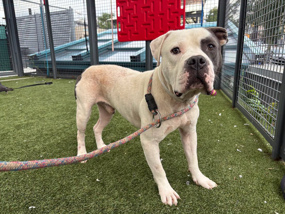 Ford Explorer, a American Bulldog, available for adoption