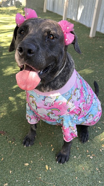 Melly, a Mastiff, available for adoption