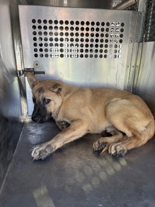 Pippa, a German Shepherd, available for adoption