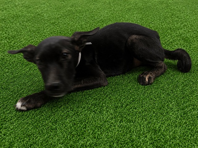 Otto, a Labrador Retriever, available for adoption
