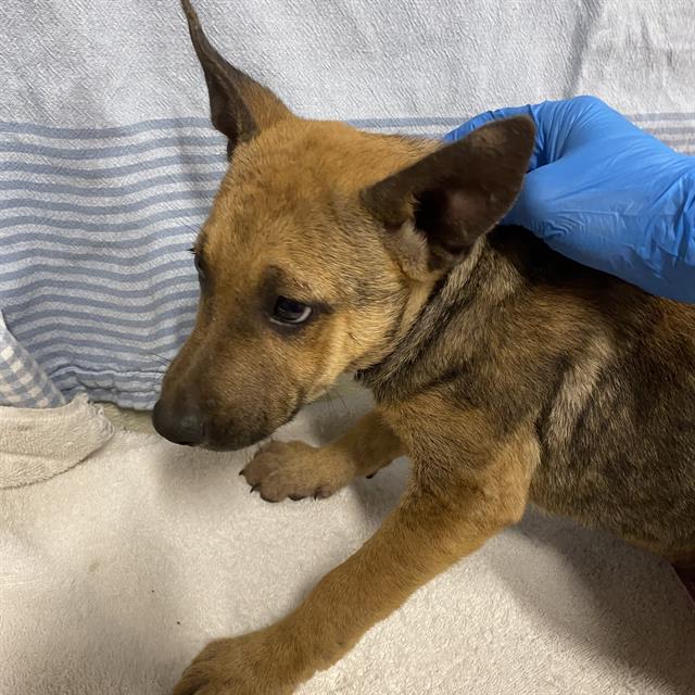 A614243, a Belgian Shepherd Malinois, available for adoption