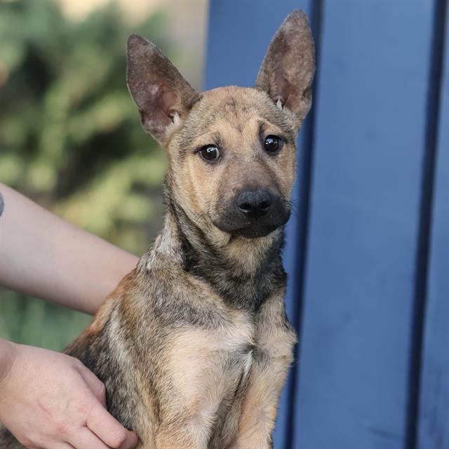 Sandy, a Belgian Shepherd Malinois, available for adoption