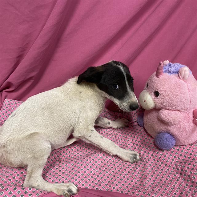 Mira, a Border Collie, available for adoption