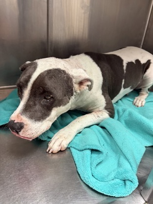Jellybean, a Pit Bull Terrier, available for adoption