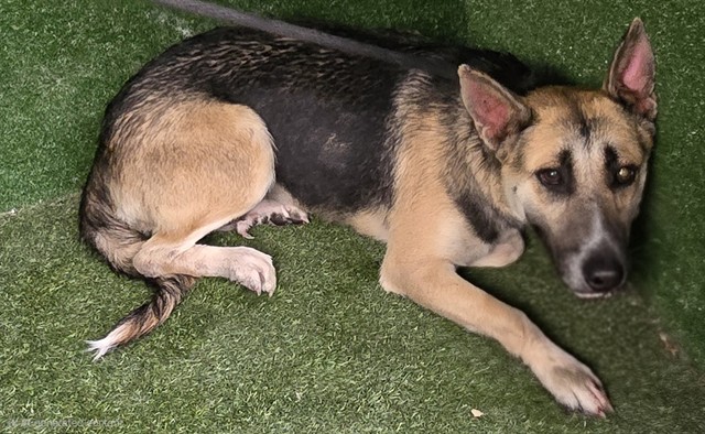 Sweetie, a German Shepherd, available for adoption