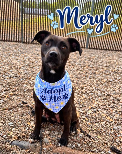 Meryl, a Pit Bull Terrier (mix breed), available for adoption