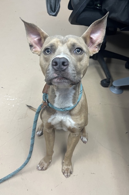 Solo Tenny, a Pit Bull Terrier (mix breed), available for adoption