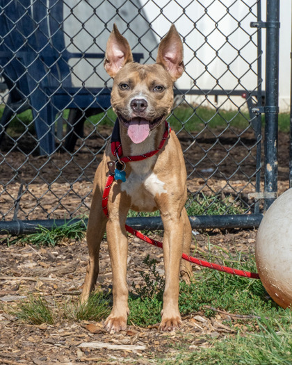 Solo Tenny, a Pit Bull Terrier (mix breed), available for adoption