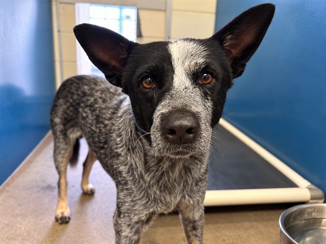 Orion, a Cattle Dog (mix breed), available for adoption