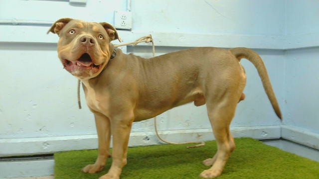 A5800835, a American Bulldog, available for adoption