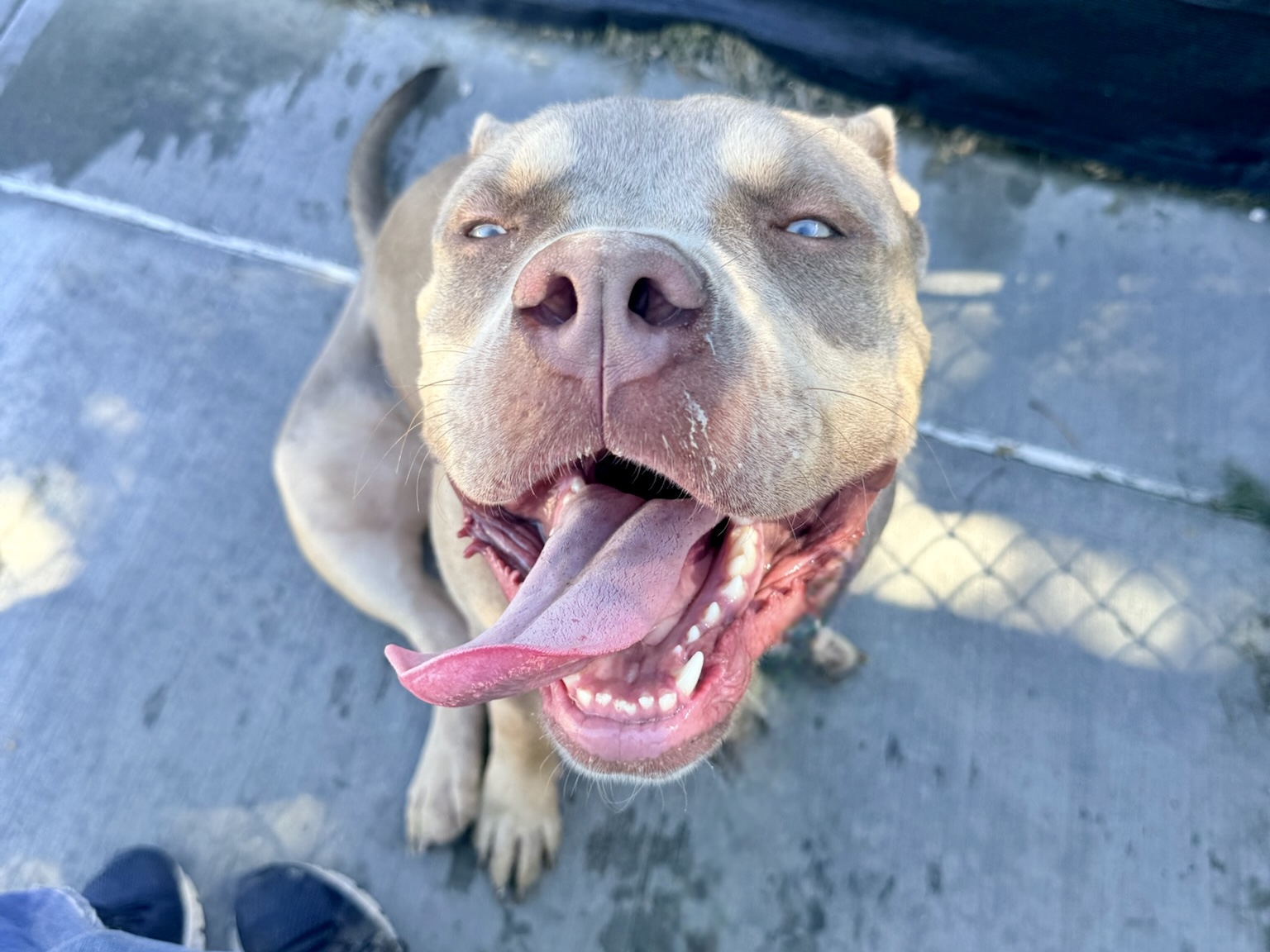 Diesel, a American Bulldog, available for adoption