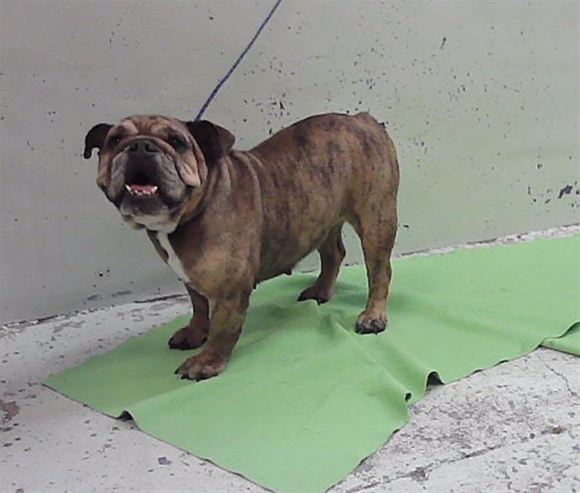 Butter, a English Bulldog (mix breed), available for adoption