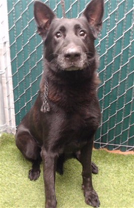 Shadow, a German Shepherd, available for adoption