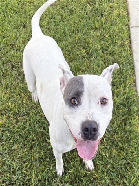 Perla, a Pit Bull Terrier, available for adoption