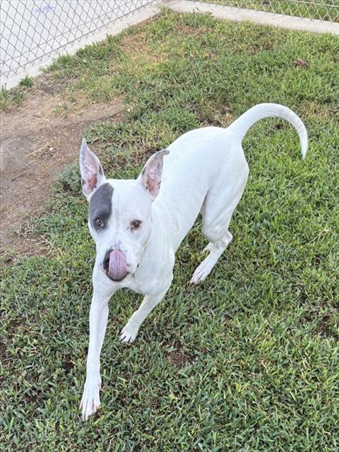 Other Photos of thie Dog