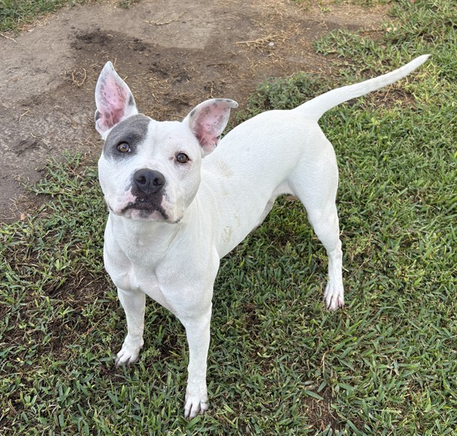 Other Photos of thie Dog