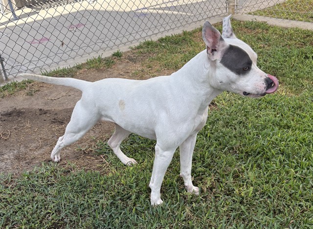 Other Photos of thie Dog