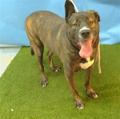 Kenji, a Dutch Shepherd, available for adoption